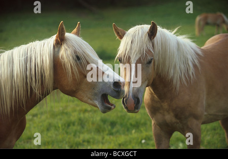 Pferde Stockfoto