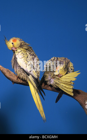 Nymphicus Hollandicus / Nymphensittich Stockfoto