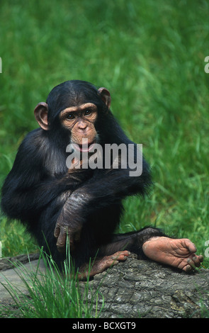 Schimpansen / Pan Troglodytes Stockfoto