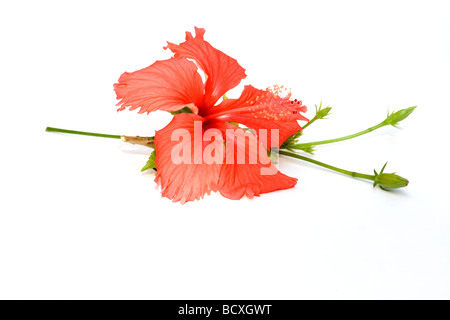 Nahaufnahme von roten Hibiskusblüten auf weißem Hintergrund Stockfoto