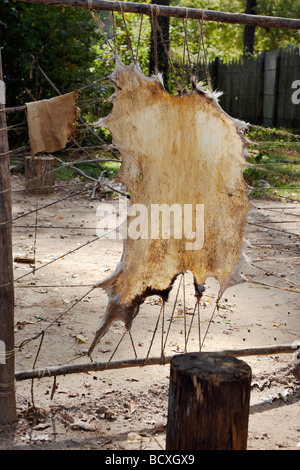 Rehe verstecken Vorbereitung in der Powhatan Indianerdorf in Jamestown Regelung Williamsburg Virginia Stockfoto