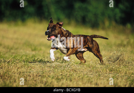 Amerikanischer Staffordshire-Terrier / Pit Bull Terrier Stockfoto