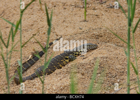 Wasser-Waran (Varanus) liegen am Ufer eines Flusses in Sand Krüger Nationalpark in Südafrika Stockfoto