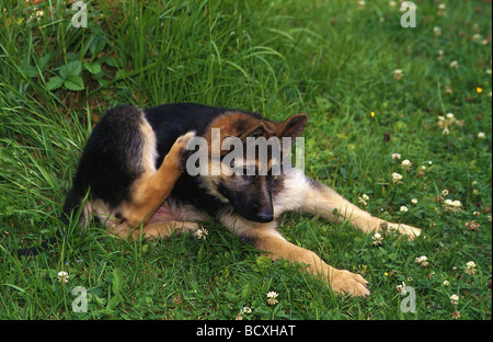 Schäferhund Stockfoto