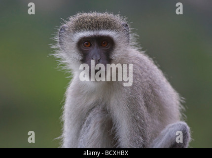 Vervet Affe (Chlorocebus Pygerythrus) sitzt in einem Baumstamm, der Blick in die Kamera Krüger Nationalpark in Südafrika Stockfoto