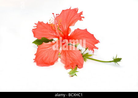 Nahaufnahme von roten Hibiskusblüten auf weißem Hintergrund Stockfoto