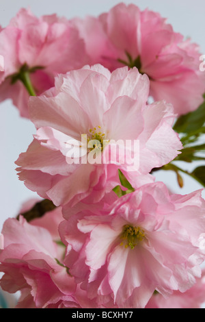 Pfirsichbaum Stockfoto