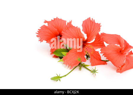 Nahaufnahme von roten Hibiskusblüten auf weißem Hintergrund Stockfoto