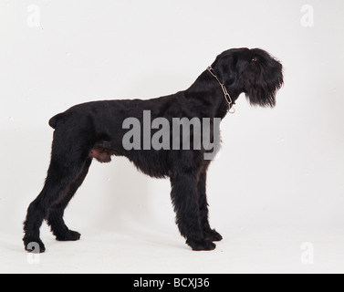 Riesenschnauzer. Schwarzer erwachsener Hund stehend, seitlich gesehen Stockfoto