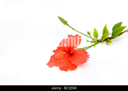 Nahaufnahme von roten Hibiskusblüten auf weißem Hintergrund Stockfoto