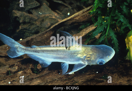 Schillernder Hai (Pangasianodon hypophthalmus) beim Schwimmen Stockfoto