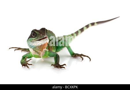 WaterDragon auf weißem Hintergrund flach d o f Stockfoto