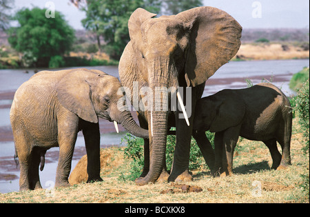 Elefantendame mit zwei Kälber Geschwistern auf dem Ufer von der Uaso Nyiro River Samburu National Reserve Kenia in Ostafrika Stockfoto