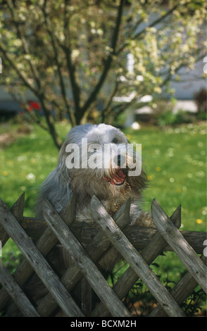 Bearded Collie. Erwachsener Hund hinter d Garten Zaun, bellen Stockfoto