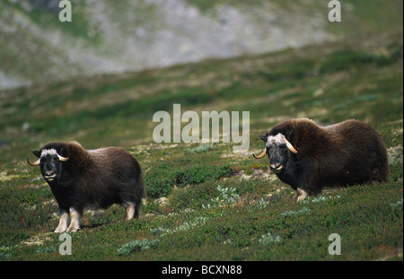 Ovibos Moschatus / Moschusochsen Stockfoto