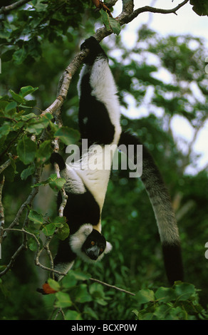 Varecia Variegata / Ruffed Lemur Stockfoto