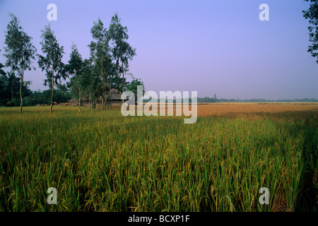 Indien, Westbengalen, Sunderbans, Ganges Delta, Reisfelder des Sunderban Conservation Programme, ökologischer Landbau Stockfoto