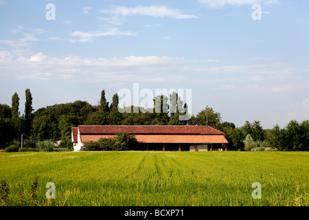 Reisfelder, Piemont, Italien Stockfoto