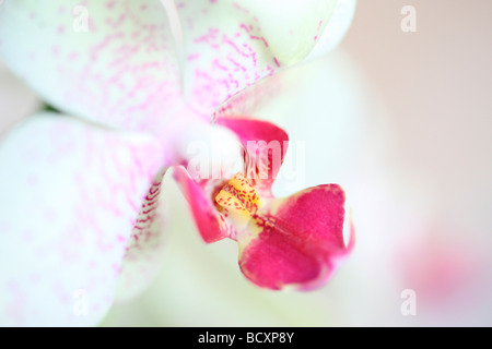 zeitgenössische Bild eine Mimose Orchidee Kunstfotografie Jane Ann Butler Fotografie JABP324 Stockfoto