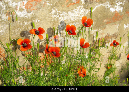 Klatschmohn Vor Mauer Klatschmohn vor der Wand 04 Stockfoto