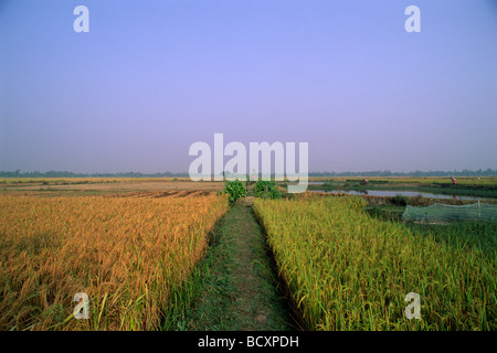 Indien, Westbengalen, Sunderbans, Ganges Delta, Reisfelder des Sunderban Conservation Programme, ökologischer Landbau Stockfoto