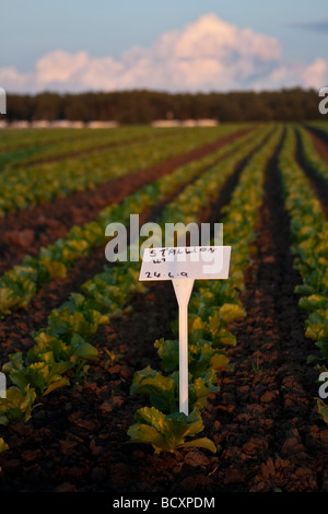 Linien der Salat gesät in der Vegetationsperiode Stockfoto