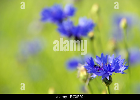 Kornblume Kornblume 01 Stockfoto