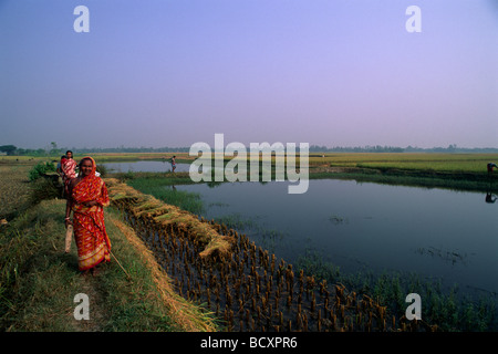 Indien, Westbengalen, Sunderbans, Ganges Delta, Reisfelder des Sunderban Conservation Programme, ökologischer Landbau Stockfoto
