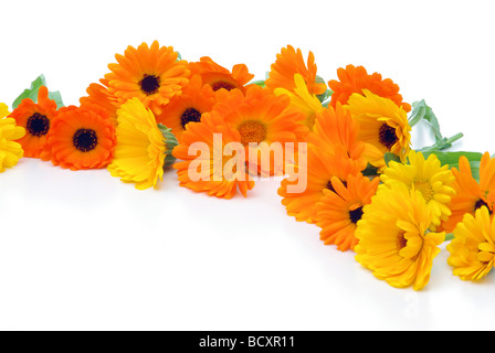 T-Stück Ringelblume Tee Ringelblume 05 Stockfoto