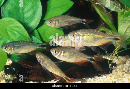 Hemigrammus Caudovittatus / Buenos Aires Tetra Stockfoto