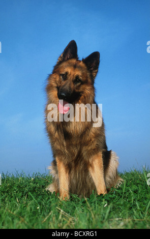 Der langhaarige Schäferhund sitzt auf einer Wiese Stockfoto