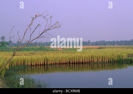 Indien, Westbengalen, Sunderbans, Ganges Delta, Reisfelder des Sunderban Conservation Programme, ökologischer Landbau Stockfoto