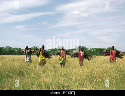 Massai-Frauen tragen schwere Bündel Brennholz auf Aitong Ebenen in der Nähe von Masai Mara National Reserve Kenia in Ostafrika Stockfoto