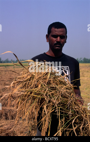 Indien, Westbengalen, Sunderbans, Anil Krishna Mistry, Leiter des Sunderban-Schutzprogramms, ökologischer Landbau, Reisernte Stockfoto