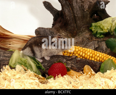 Phodopus Sungorus / gestreift hairy - footed Hamster Stockfoto