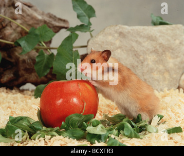 Mesocricetus Auratus / golden Hamster Stockfoto