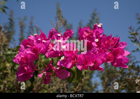 Nahaufnahme einer Bougainvillea (Bougainvillea Glabra) Anlage in Zypern Stockfoto