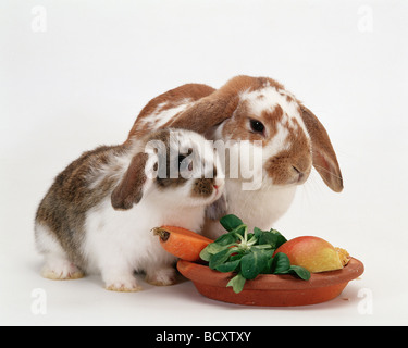 Zwergkaninchen, Mini Lop. Mutter und Junge neben einem Gericht mit Apfel, Karotte und Salat Stockfoto