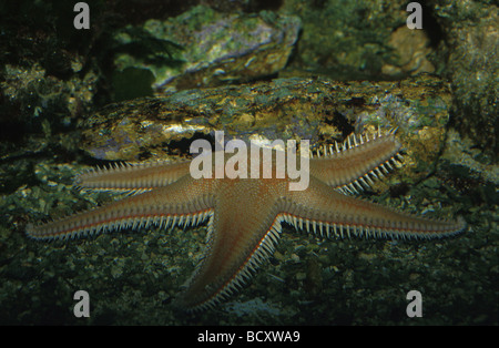 Roter Kamm-Stern (Astropecten aurantiacus) Stockfoto