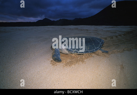 Chelonia Mydas / green Turtle Stockfoto