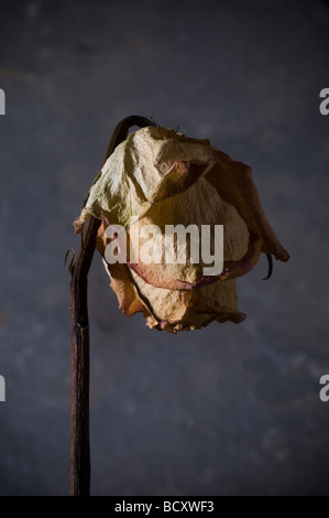 Rose im sterben Stockfoto
