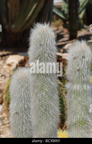 Espostoa Lanata alten peruanischen Mann Cactus aus dem südlichen Ecuador und Nord-Peru Stockfoto