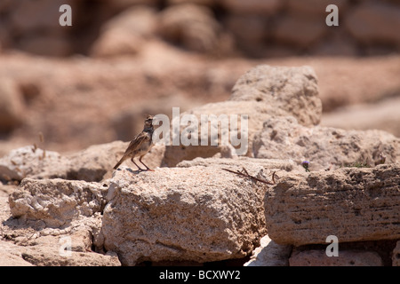 Erklommene Lerche (Galerida Cristata) unter die antiken Ruinen von Paphos Zypern Stockfoto