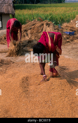 Indien, Westbengalen, Sunderbans, Reisernte Stockfoto