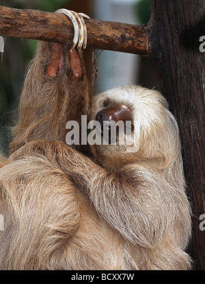 Choloepus Didactylus / zwei – Finger Faultiere in den Baum hängen Stockfoto