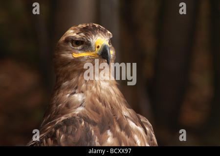 Mäusebussard Buteo Buteo, Kalkspat, Falke, Buteo, Raubtier, Raptor, Gesicht, Stockfoto