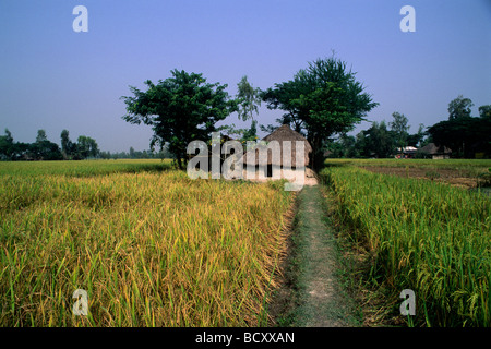 Indien, Westbengalen, Sunderbans, Reisfelder Stockfoto
