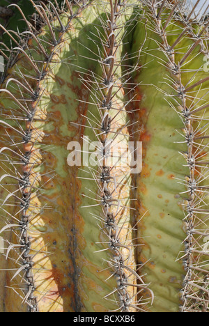 Ferocactus Wislizeni Angelhaken Barrel Cactus genannt auch Arizona Barrel Cactus Candy Barrel Cactus Stockfoto