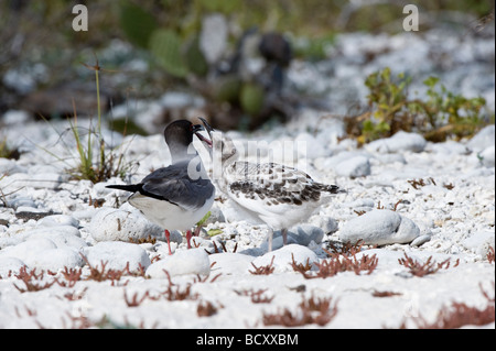 Zinnenkranz Gull (Larus Furcatus) Erwachsenen mit Küken betteln Darwin Bay Genovesa Galapagos Ecuador Pazifischen Ozean Stockfoto