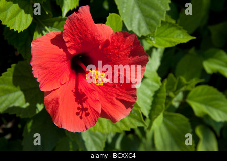 Nahaufnahme einer leuchtend roten Hibiskus Blume in Zypern Stockfoto